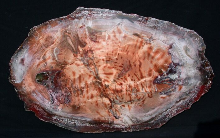 Brilliant Red Petrified Wood Tabletop - x #87554